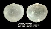 Diplodonta nucleiformis